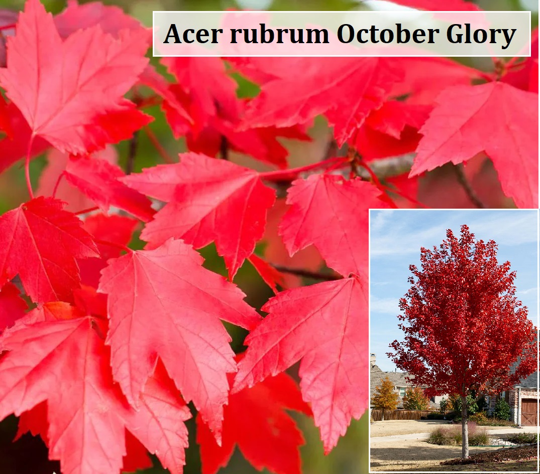 Acer rubrum October Glory