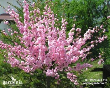 cires japonez ieftin timisoara