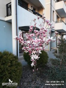 pepiniera timisoara magnolie
