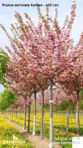 prunus serrulata kanzan gardenia timisoara