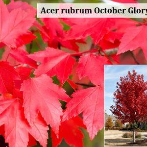 Acer rubrum October Glory