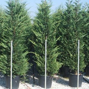 Cupressocyparis x leylandii