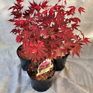 acer palmatum Bloodgood